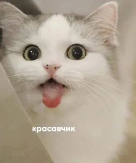 Sticker from кошки могут.
