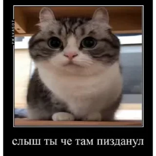 ⁉️ emoji ДемотиваторыКомару @komarueveryday Telegram sticker 24 of 50