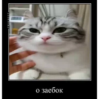 👍 emoji ДемотиваторыКомару @komarueveryday Telegram sticker 15 of 50