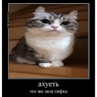 😳 emoji ДемотиваторыКомару @komarueveryday Telegram sticker 5 of 50