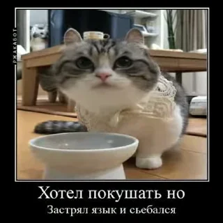 😝 emoji ДемотиваторыКомару @komarueveryday Telegram sticker 7 of 50
