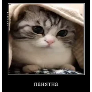 👌 emoji ДемотиваторыКомару @komarueveryday Telegram sticker 19 of 50