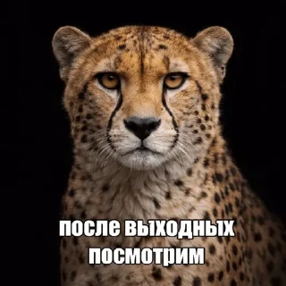 Sticker from Дикие кошки | marty