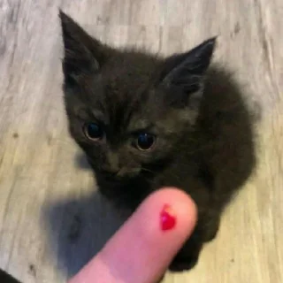 Sticker from коты 2