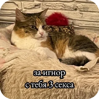 🐱 emoji Коты недели @TgEmodziBot Telegram sticker 12 of 19