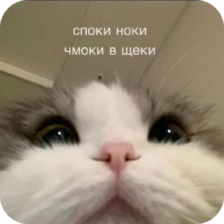 🐱 emoji Коты недели @TgEmodziBot Telegram sticker 16 of 19