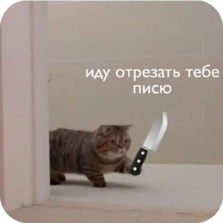 🐱 emoji Коты недели @TgEmodziBot Telegram sticker 15 of 19