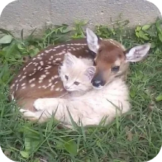 🤎 emoji deer cute🍂 @glvsi Telegram sticker 17 of 42