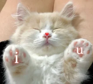 ❤️ emoji Гроб котиков. Telegram sticker 16 of 60
