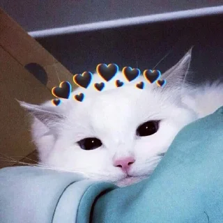 🥺 emoji Гроб котиков. Telegram sticker 5 of 60