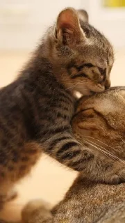 💋 emoji Гроб котиков. Telegram sticker 13 of 60