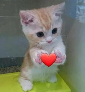 ❤️ emoji Гроб котиков. Telegram sticker 15 of 60