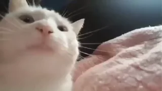 Sticker from люті кітики — @stckrRobot