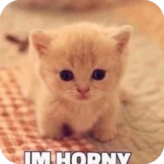 🥵 emoji котёнки <3 Telegram sticker 16 of 39