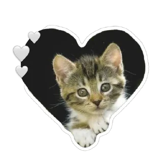 🤍 emoji котёнки <3 Telegram sticker 11 of 39