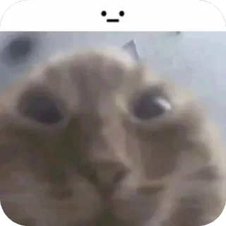 🤨 emoji котёнки <3 Telegram sticker 9 of 39