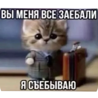 🐱 emoji холи Telegram sticker 22 of 38