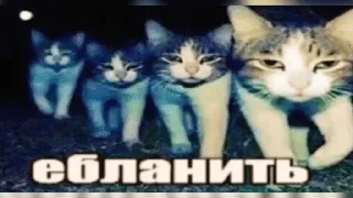 🌟 emoji шкибиди Telegram sticker 5 of 50