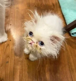 😠 emoji Wisp the cat Telegram sticker 16 of 53