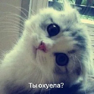 ⭐️ emoji Лавкаклавка @Stikerhi_bot Telegram sticker 11 of 14