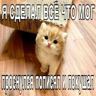😒 emoji Скуфзавор ➡️ @Ctikerubot Telegram sticker 4 of 74
