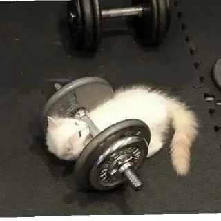💪 emoji Котики заходите: https://t.me/kotikinsy Telegram sticker 19 of 45