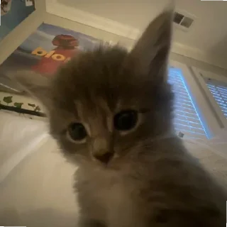 😐 emoji Котики заходите: https://t.me/kotikinsy Telegram sticker 11 of 45