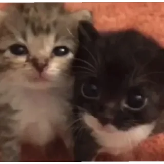 😚 emoji Котики заходите: https://t.me/kotikinsy Telegram sticker 18 of 45