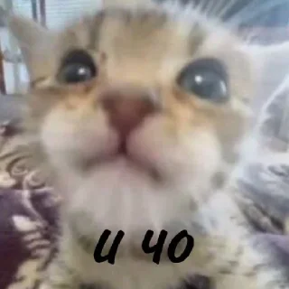 😄 emoji Котики заходите: https://t.me/kotikinsy Telegram sticker 8 of 45