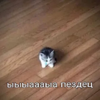 😢 emoji Котики заходите: https://t.me/kotikinsy Telegram sticker 1 of 45