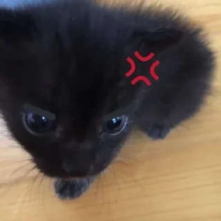 🤬 emoji Котики заходите: https://t.me/kotikinsy Telegram sticker 14 of 45