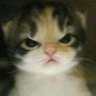 😡 emoji Котики заходите: https://t.me/kotikinsy Telegram sticker 15 of 45