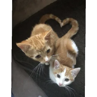 ❤️ emoji Котики заходите: https://t.me/kotikinsy Telegram sticker 24 of 45