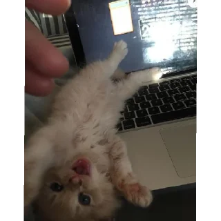 😡 emoji Котики заходите: https://t.me/kotikinsy Telegram sticker 9 of 45