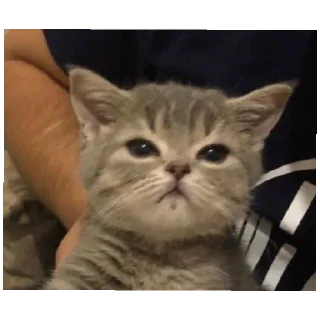 😪 emoji Котики заходите: https://t.me/kotikinsy Telegram sticker 10 of 45