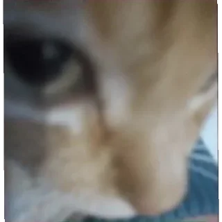 🤨 emoji Котики заходите: https://t.me/kotikinsy Telegram sticker 21 of 45
