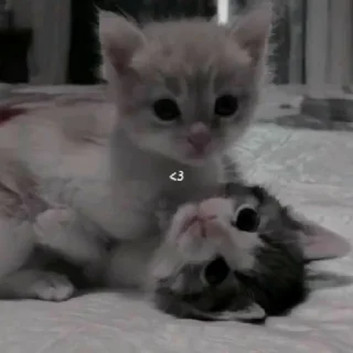 ❤️ emoji Котики заходите: https://t.me/kotikinsy Telegram sticker 4 of 45