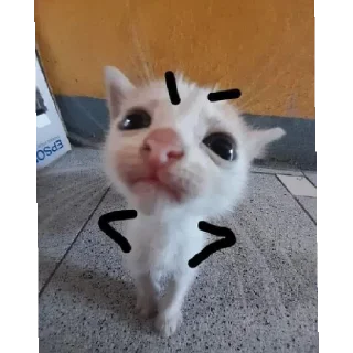🤨 emoji Котики заходите: https://t.me/kotikinsy Telegram sticker 3 of 45