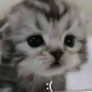 😭 emoji Котики заходите: https://t.me/kotikinsy Telegram sticker 17 of 45