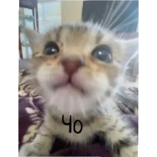 😄 emoji Котики заходите: https://t.me/kotikinsy Telegram sticker 7 of 45