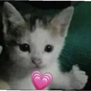💗 emoji Котики заходите: https://t.me/kotikinsy Telegram sticker 5 of 45