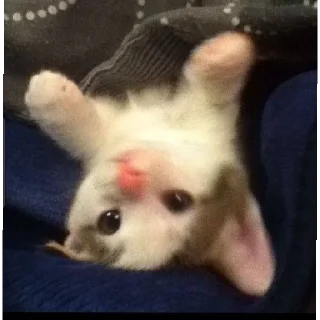 🤗 emoji Котики заходите: https://t.me/kotikinsy Telegram sticker 20 of 45
