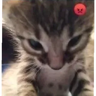 😡 emoji Котики заходите: https://t.me/kotikinsy Telegram sticker 13 of 45