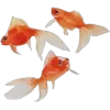 🌟 emoji japan @japankyotto 🍙 :: @TgEmodziBot Telegram sticker 11 of 36
