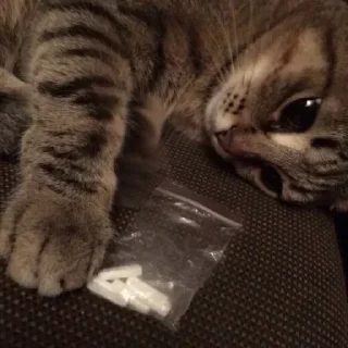 😿 emoji Больше стиков тут: @stikery4 Telegram sticker 1 of 60