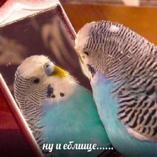 🕊 emoji Больше стиков тут: @stikery4 Telegram sticker 19 of 60