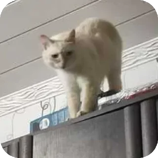 😜 emoji Шима мур ➡️ @Ctikerubot Telegram sticker 7 of 94