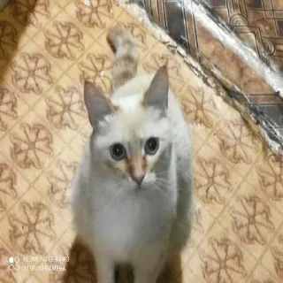 😁 emoji Шима мур ➡️ @Ctikerubot Telegram sticker 3 of 94