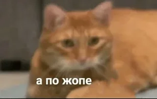 🤨 emoji жопа — @stckrRobot Telegram sticker 14 of 86