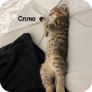 🌟 emoji Аська Telegram sticker 15 of 22